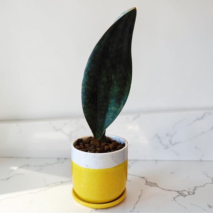 特大5株セット　サンスベリア・マッソニアーナ Amazon｜観葉植物 サンスベリア マッソニアーナ Sansevieria Masoniana